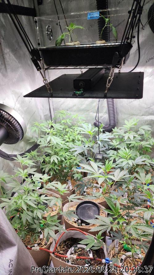 TKO x Heady OG BX1 – JLG | MDF. Week 7