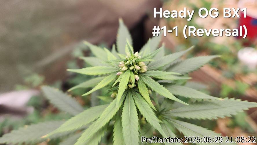TKO x Heady OG BX1 – JLG | MDF. Week 8