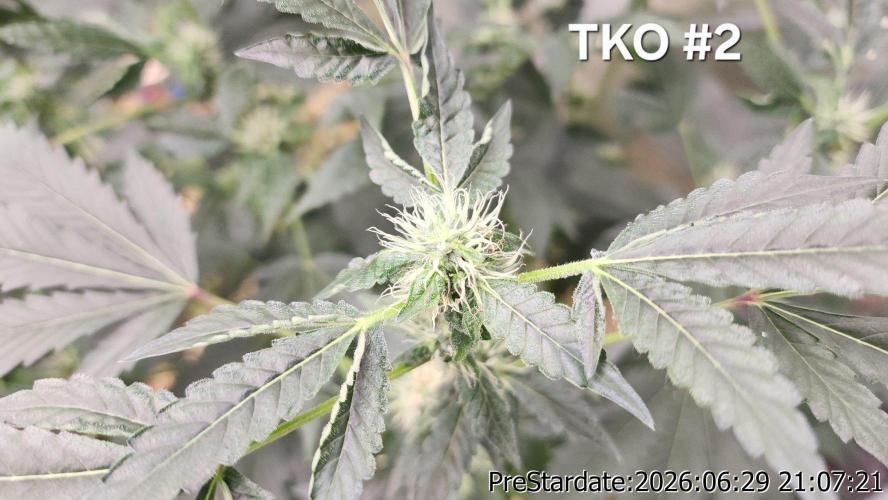 TKO x Heady OG BX1 – JLG | MDF. Week 8