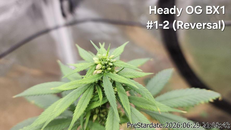 TKO x Heady OG BX1 – JLG | MDF. Week 8