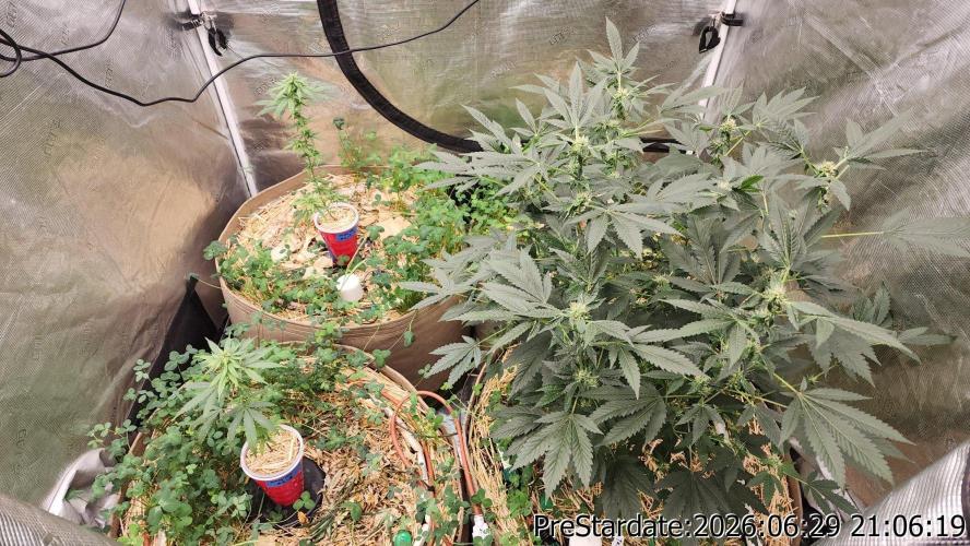 TKO x Heady OG BX1 – JLG | MDF. Week 8