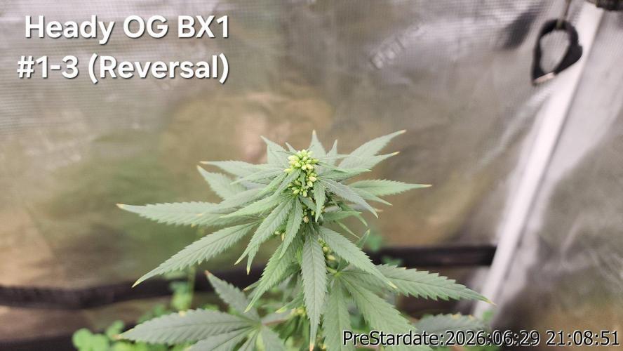 TKO x Heady OG BX1 – JLG | MDF. Week 8