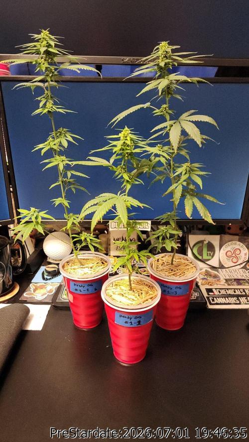 TKO x Heady OG BX1 – JLG | MDF. Week 8