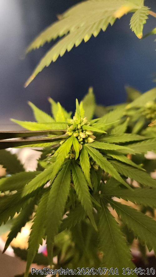 TKO x Heady OG BX1 – JLG | MDF. Week 8