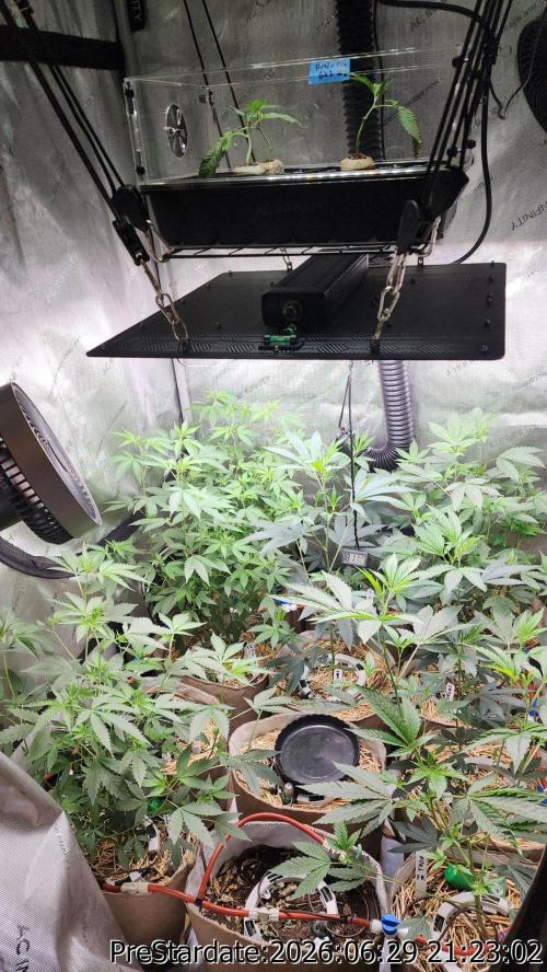 TKO x Heady OG BX1 – JLG | MDF. Week 8