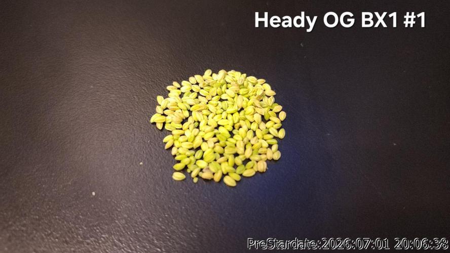 TKO x Heady OG BX1 – JLG | MDF. Week 8