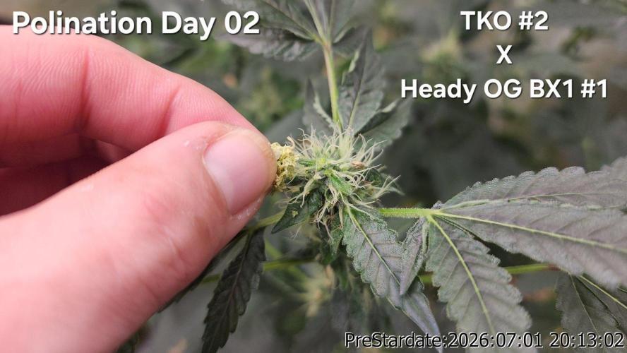 TKO x Heady OG BX1 – JLG | MDF. Week 8