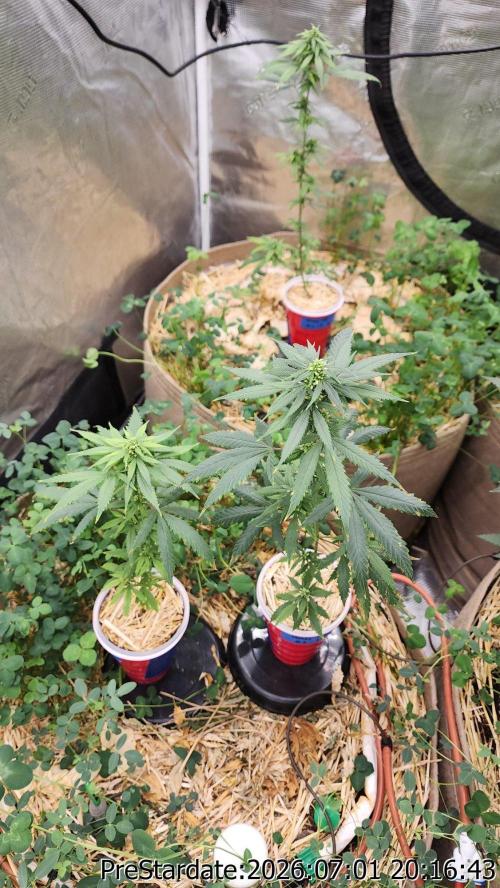 TKO x Heady OG BX1 – JLG | MDF. Week 8