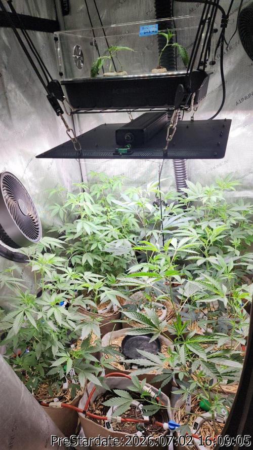 TKO x Heady OG BX1 – JLG | MDF. Week 8