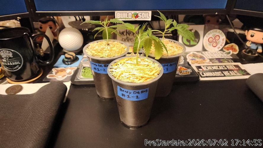 TKO x Heady OG BX1 – JLG | MDF. Week 8