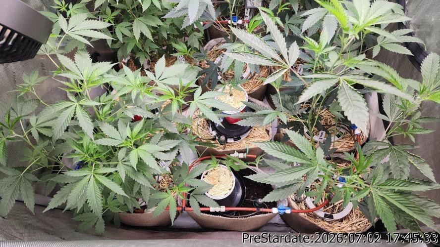 TKO x Heady OG BX1 – JLG | MDF. Week 8