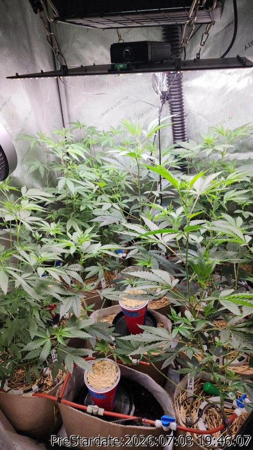 TKO x Heady OG BX1 – JLG | MDF. Week 8