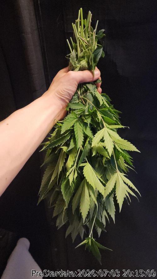 TKO x Heady OG BX1 – JLG | MDF. Week 8
