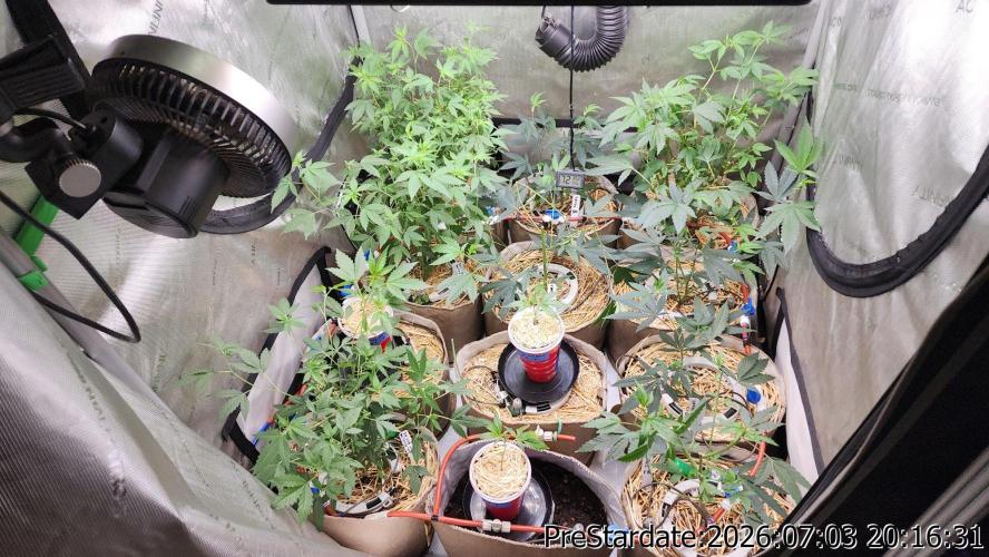 TKO x Heady OG BX1 – JLG | MDF. Week 8