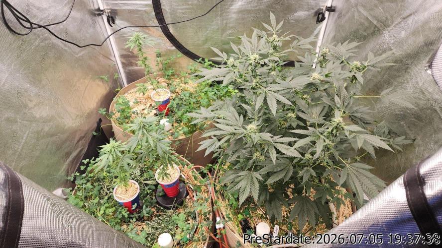 TKO x Heady OG BX1 – JLG | MDF. Week 8