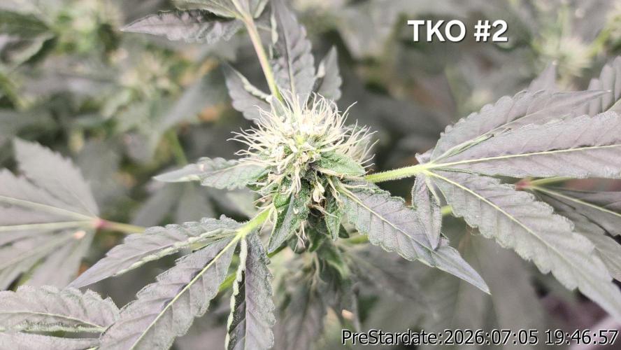TKO x Heady OG BX1 – JLG | MDF. Week 8