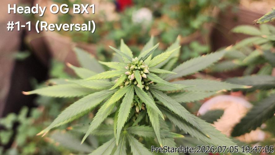 TKO x Heady OG BX1 – JLG | MDF. Week 8