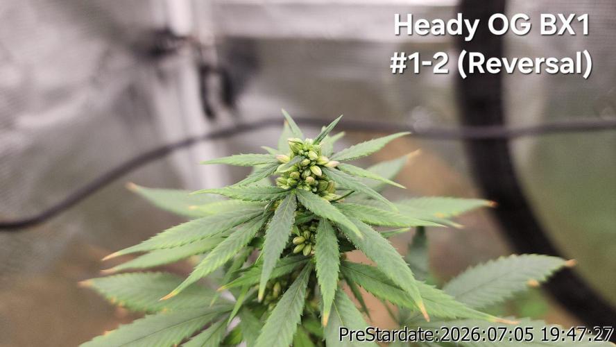 TKO x Heady OG BX1 – JLG | MDF. Week 8