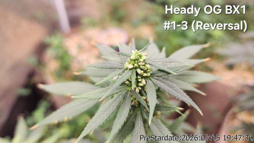 TKO x Heady OG BX1 – JLG | MDF. Week 8