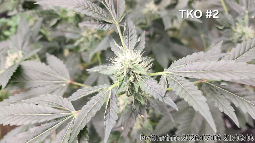 TKO x Heady OG BX1 – JLG | MDF. Week 9