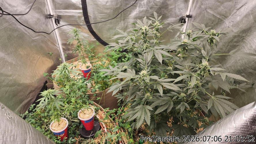 TKO x Heady OG BX1 – JLG | MDF. Week 9