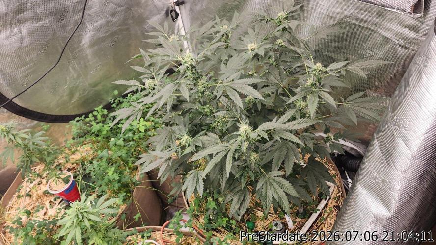TKO x Heady OG BX1 – JLG | MDF. Week 9