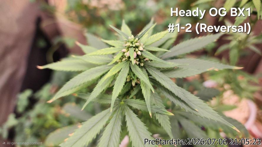 TKO x Heady OG BX1 – JLG | MDF. Week 9