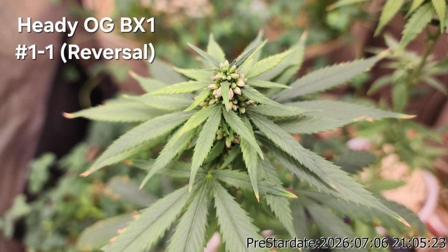 TKO x Heady OG BX1 – JLG | MDF. Week 9
