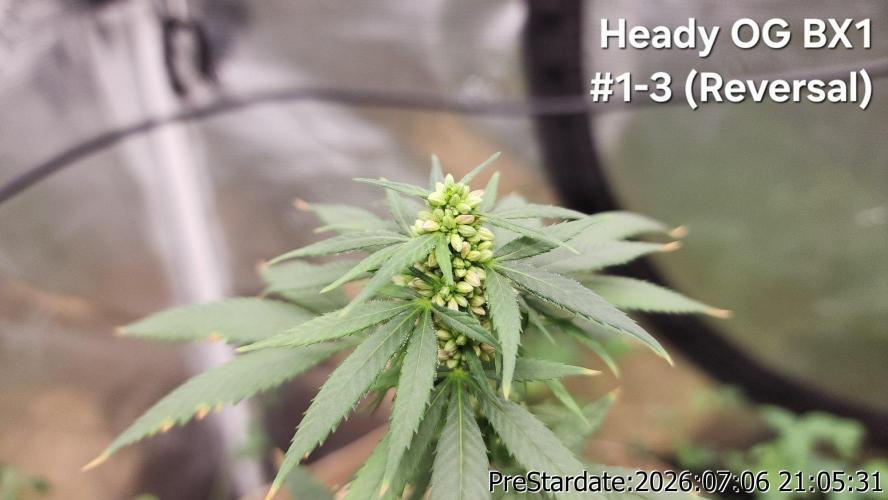 TKO x Heady OG BX1 – JLG | MDF. Week 9