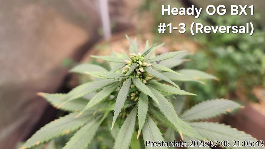 TKO x Heady OG BX1 – JLG | MDF. Week 9