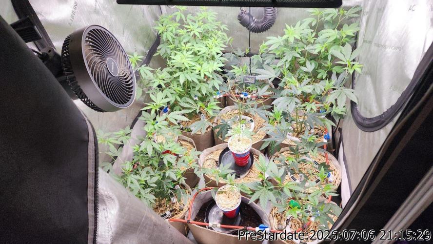 TKO x Heady OG BX1 – JLG | MDF. Week 9