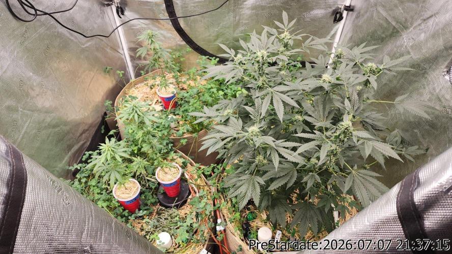 TKO x Heady OG BX1 – JLG | MDF. Week 9