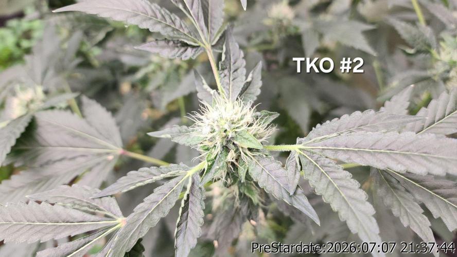 TKO x Heady OG BX1 – JLG | MDF. Week 9