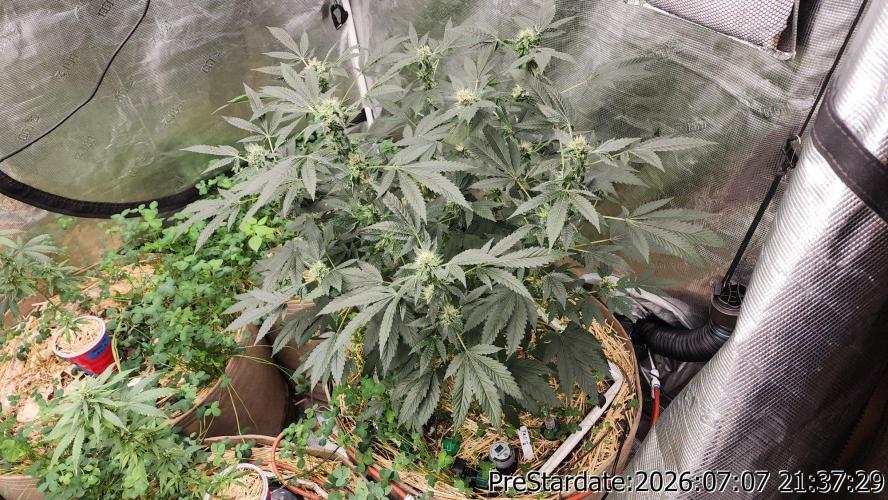 TKO x Heady OG BX1 – JLG | MDF. Week 9