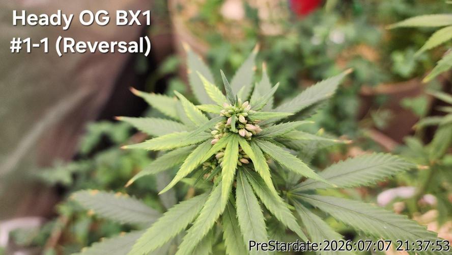 TKO x Heady OG BX1 – JLG | MDF. Week 9