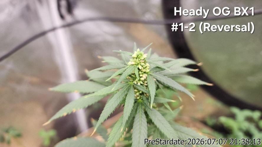 TKO x Heady OG BX1 – JLG | MDF. Week 9