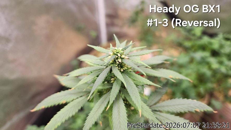 TKO x Heady OG BX1 – JLG | MDF. Week 9