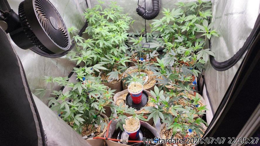 TKO x Heady OG BX1 – JLG | MDF. Week 9