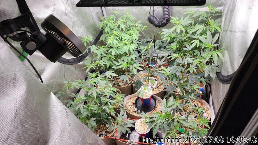 TKO x Heady OG BX1 – JLG | MDF. Week 9