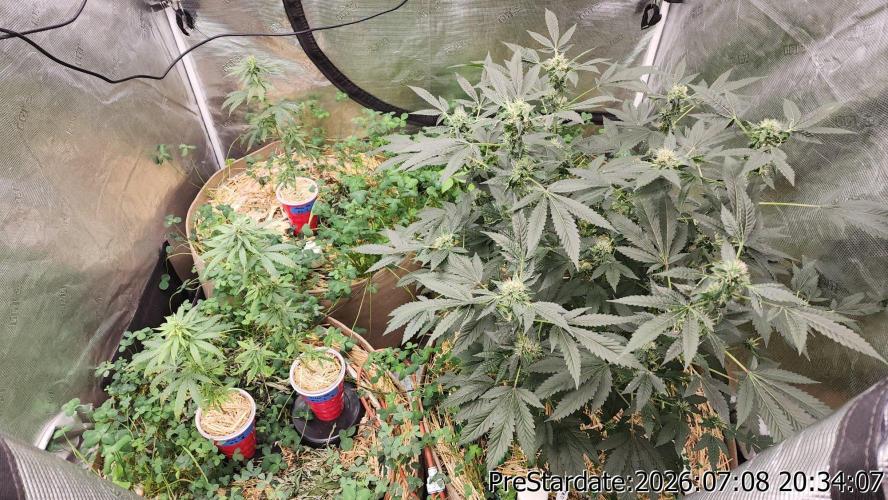 TKO x Heady OG BX1 – JLG | MDF. Week 9