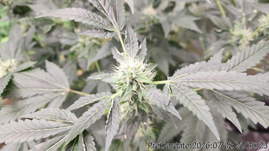 TKO x Heady OG BX1 – JLG | MDF. Week 9