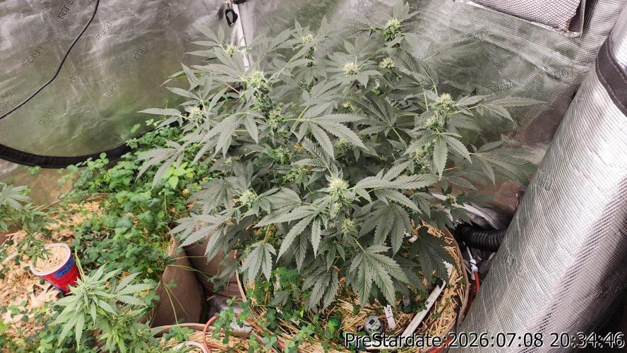 TKO x Heady OG BX1 – JLG | MDF. Week 9