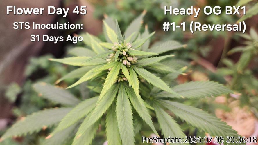 TKO x Heady OG BX1 – JLG | MDF. Week 9