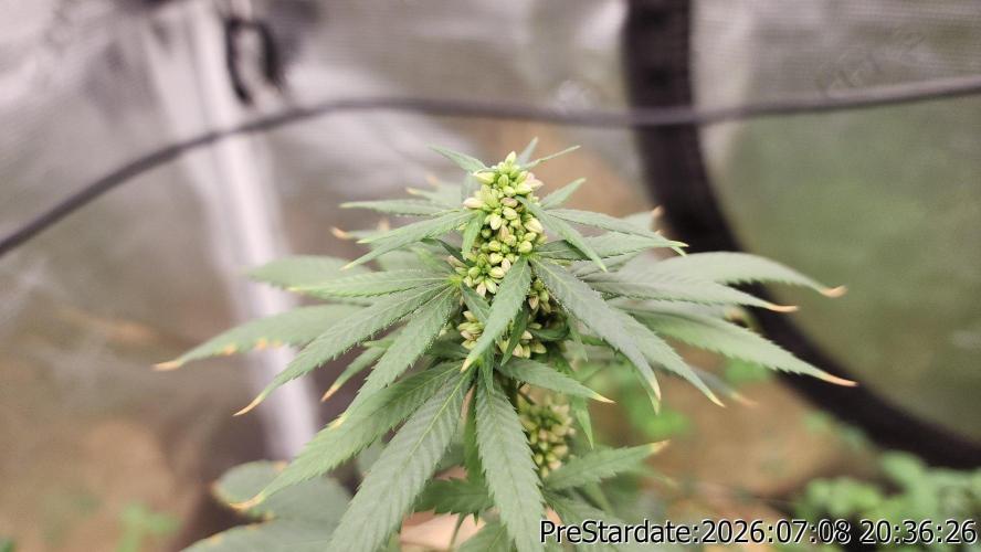 TKO x Heady OG BX1 – JLG | MDF. Week 9
