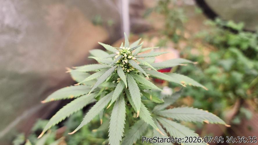 TKO x Heady OG BX1 – JLG | MDF. Week 9