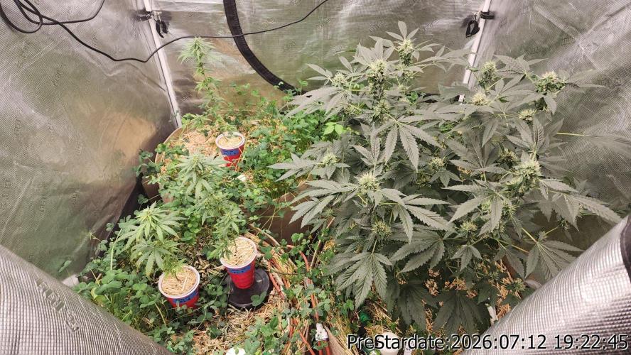 TKO x Heady OG BX1 – JLG | MDF. Week 9