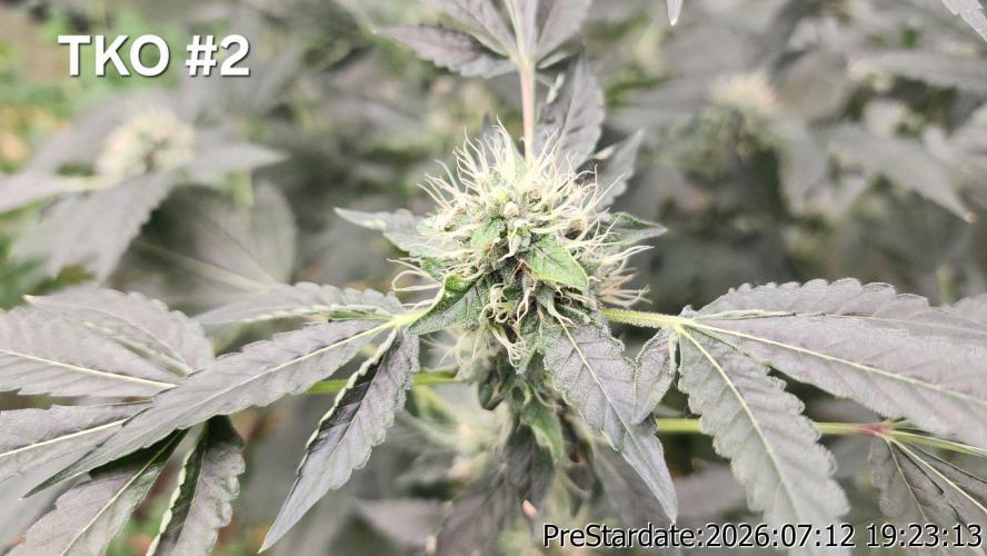 TKO x Heady OG BX1 – JLG | MDF. Week 9