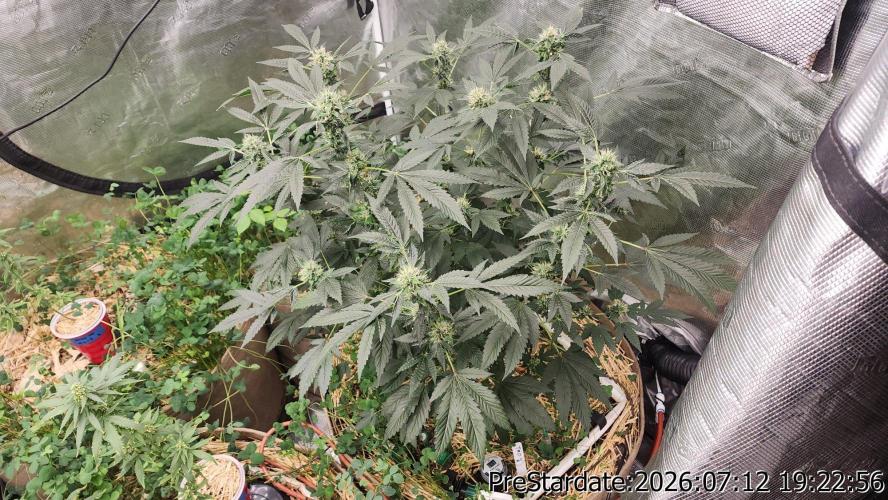TKO x Heady OG BX1 – JLG | MDF. Week 9