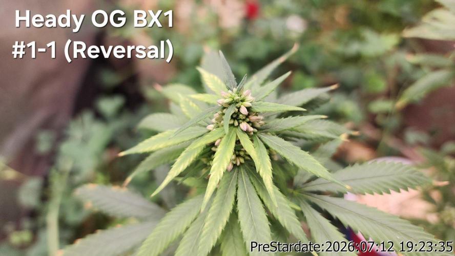 TKO x Heady OG BX1 – JLG | MDF. Week 9