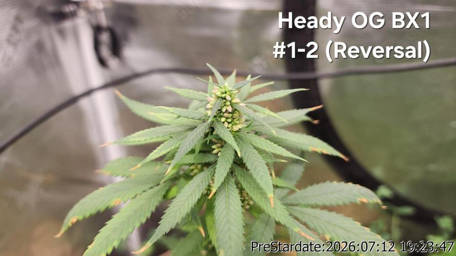TKO x Heady OG BX1 – JLG | MDF. Week 9